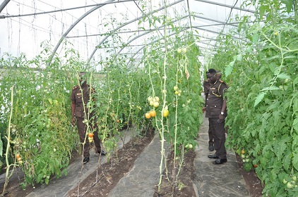 The Ho Central Prison greenhouse farm
